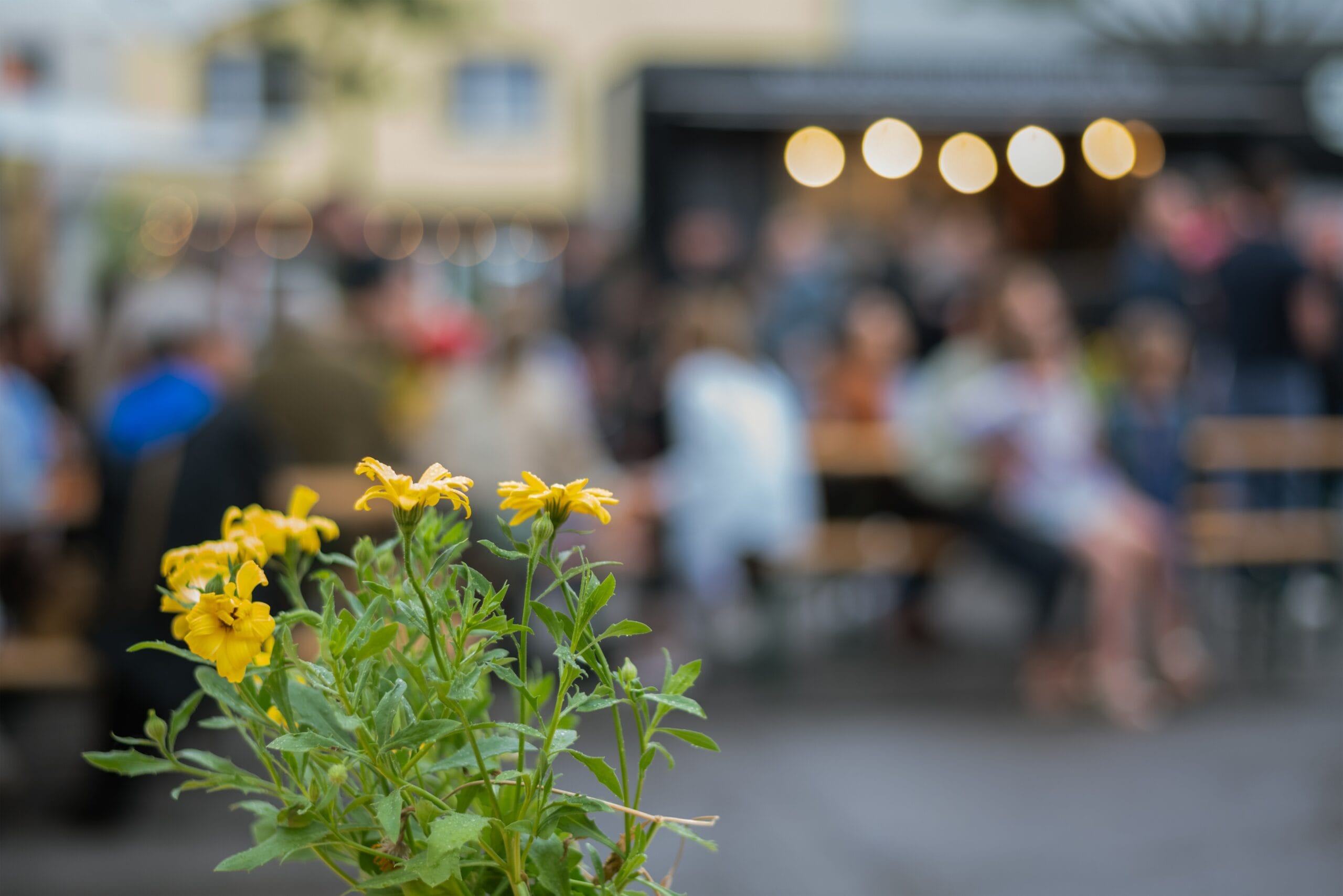 Gelbe Blumen im Vordergrund, im Hintergrund unscharf Menschen, die an Tischen sitzen und eine entspannte Atmosphäre genießen.